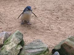 -费瑟代尔野生动物园