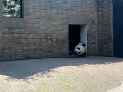 -都江堰中华大熊猫苑