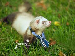 -超宠爱宠物摄影-Super pet
