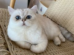 -喵屿·大理花园猫咖