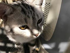 -柴犬高等学院·狗咖·柴犬售卖·宠物训练