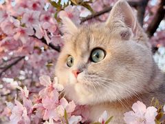 -翊宠yipet猫狗购宠庄园犬舍•猫舍