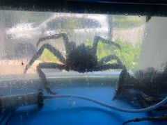 -蟹后Crabber(水悦城店)