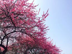 -新建村梅花