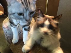 -咖法森林·咖啡  酒吧(天河店)