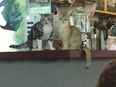 -咖法森林·咖啡  酒吧(天河店)