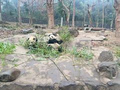 -都江堰中华大熊猫苑