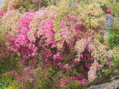 -深圳国际园林花卉博览园