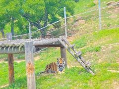 -西霞口神雕山野生动物世界
