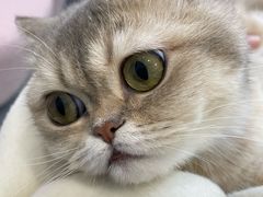 -青奢宠物·青奢猫舍