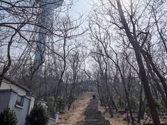 -青岛电视塔