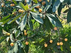 -塘栖枇杷特色园区