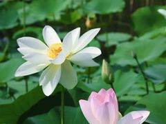 -莲花池公园