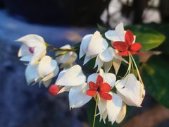 -火炉山森林公园