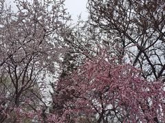 -桃花堤公园