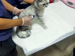 -福州肆爪动物医院