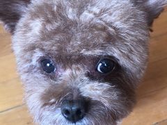 -PETKIT小佩宠物(古北店)