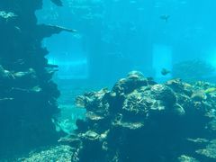 -海棠湾洲际-涛·海底餐厅·美人鱼·自助餐·海底隧道