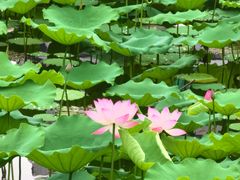 -荔湾湖公园
