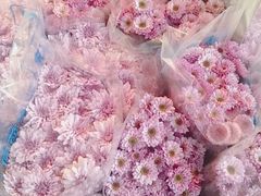 -三圣花乡旅游区