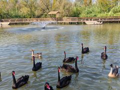 -溱湖国家湿地公园