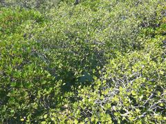 -北海金海湾红树林生态旅游区