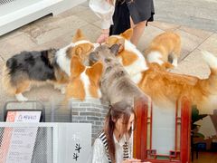 -柯斗斗主题餐厅·狗咖·围炉煮茶·茶饮(国瑞升平里店)