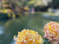 -杭州植物园