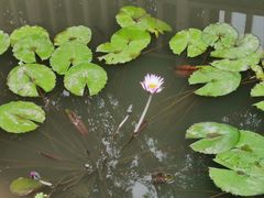 -五缘湾湿地公园
