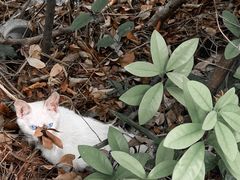 -梧桐山风景名胜区