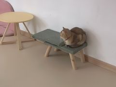 -猫在这儿猫咪咖啡馆·撸猫馆