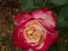 -松山湖梦幻百花洲