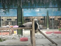 -栾川竹海野生动物园