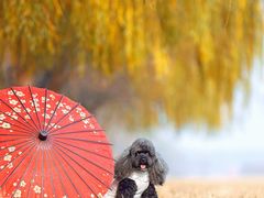 -超宠爱宠物摄影-Super pet