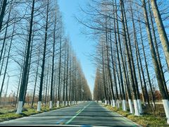 -黄海国家森林公园