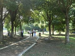 -荷塘月色湿地公园·向阳花洲
