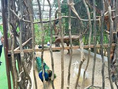 -呀路古热带植物园