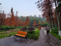 -重庆彩云湖湿地公园