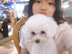 -more than meow吴止猫主题餐厅(承德 中船汇店)