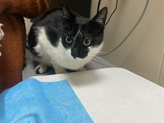 -创凡宠物医院·骨专科  猫科中心(西乡分院)