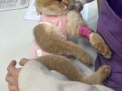 -瑞派·关忠动物医院·猫专科·犬专科(三环新城店)