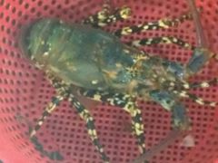 -幸福姐海鲜大排档