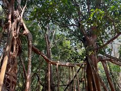 -中国科学院西双版纳热带植物园