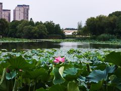 -新江湾城公园