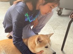 -柴犬高等学院·狗咖·柴犬售卖·宠物训练