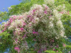 -深圳国际园林花卉博览园