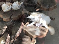 -大连森林动物园