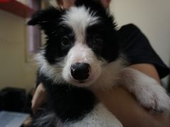 -翊宠yipet猫狗购宠庄园犬舍•猫舍