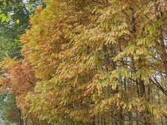 -桤木河湿地公园