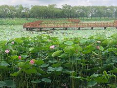 -洪湖生态旅游区